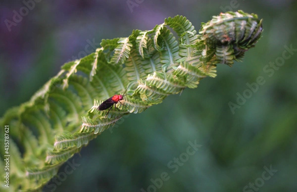 Fototapeta beautiful green leaves of a fern that bloomed in May with a beetle of red-black color