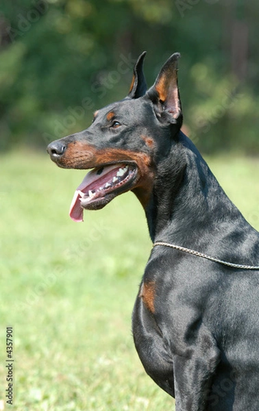 Obraz DOBERMAN