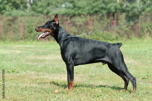 Obraz DOBERMAN