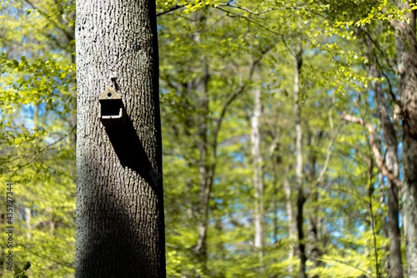 Obraz Wald, Blumen und mehr. Draussen ist es am schönsten.