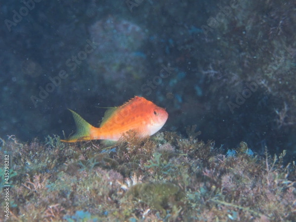 Fototapeta OLYMPUS DIGITAL CAMERA