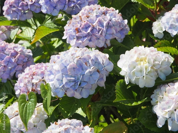 Obraz OLYMPUS DIGITAL CAMERA