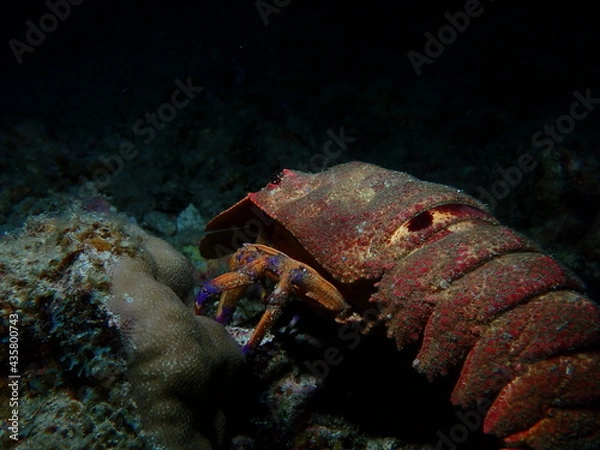 Obraz 夜のセミエビ