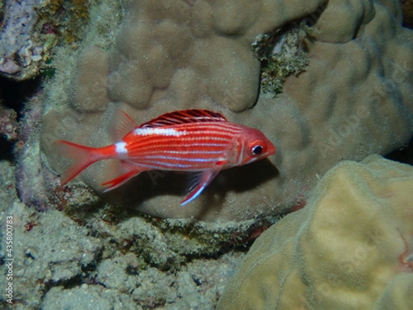 Obraz 夜のニジエビス