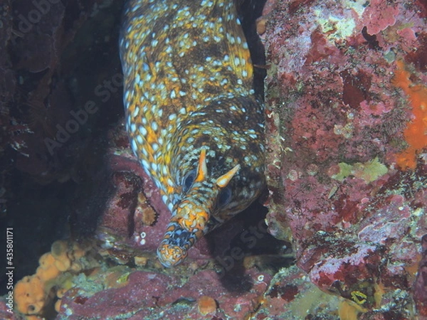 Obraz こちらを狙うトラウツボ