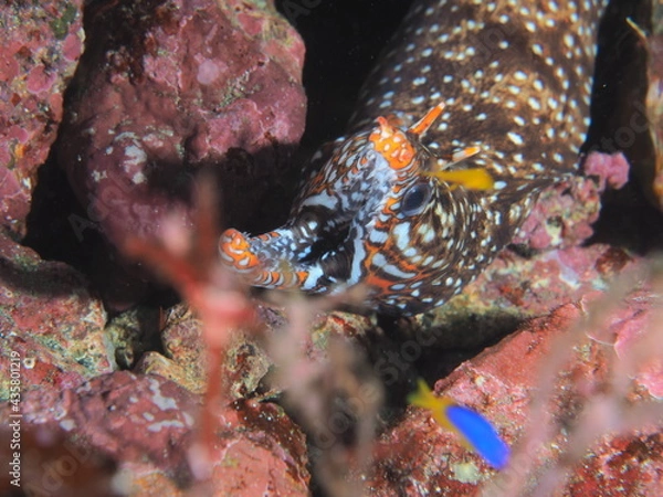 Obraz 大口を開けるトラウツボ