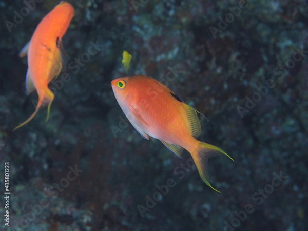 Obraz 水面に向かうサクラダイ