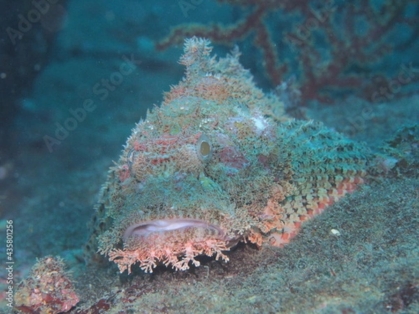 Obraz 擬態するオニカサゴ