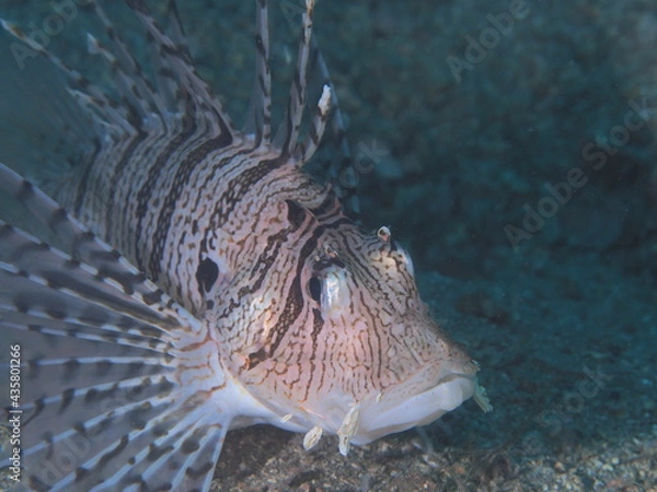 Obraz 佇むミノカサゴ