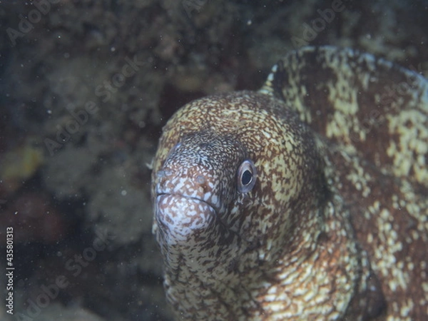 Obraz ぼーっとするウツボ