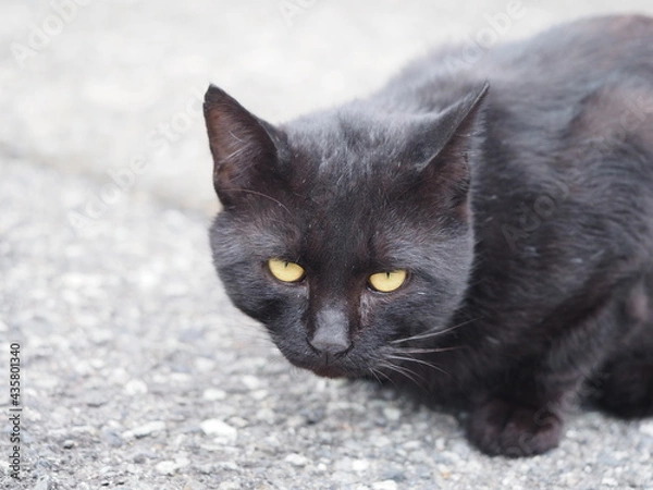 Obraz こちらを睨む猫