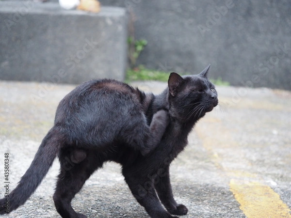 Obraz 頭をかく猫