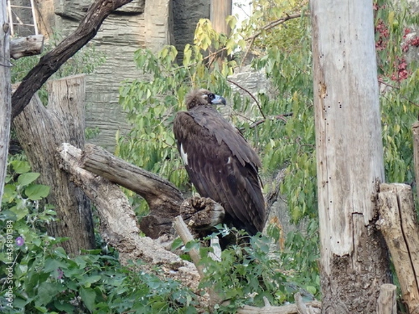 Obraz 振り向くオオワシ