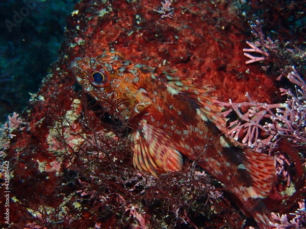 Obraz 擬態するカサゴ