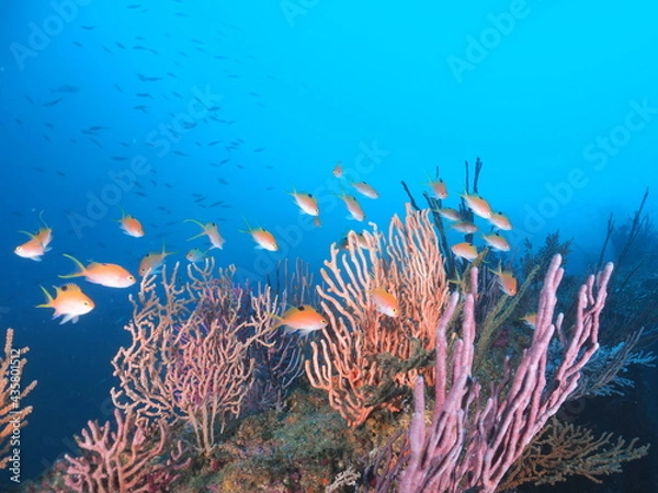 Obraz メスのサクラダイの群れ