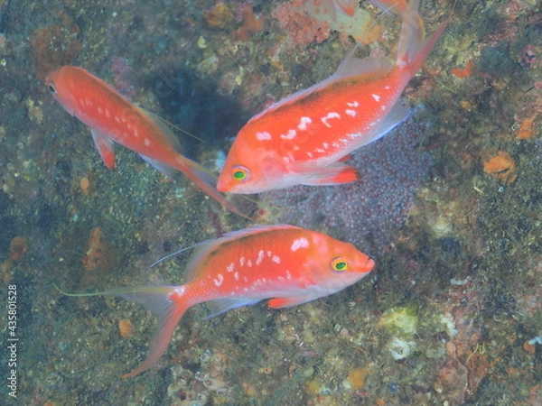 Obraz サクラダイのペア