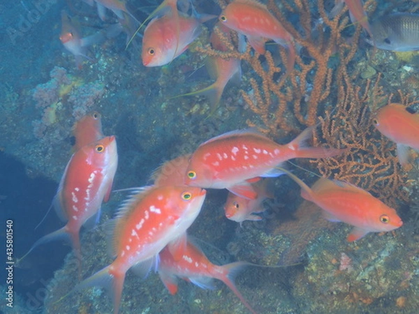 Obraz サクラダイの群れ