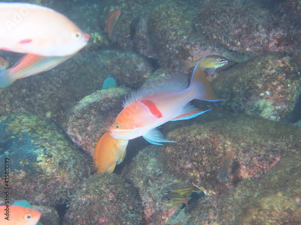 Obraz アカオビハナダイ