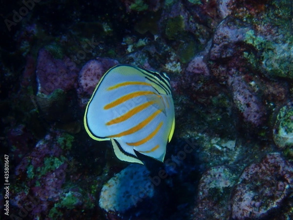 Obraz ハナグロチョウチョウウオ