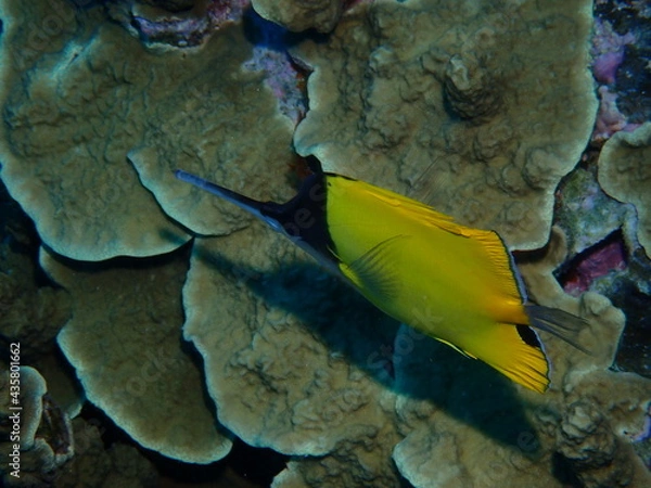 Obraz フエヤッコダイ