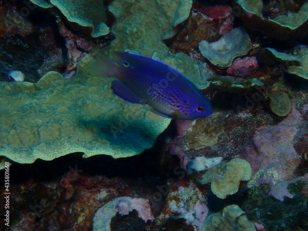 Obraz ナガサキスズメダイ