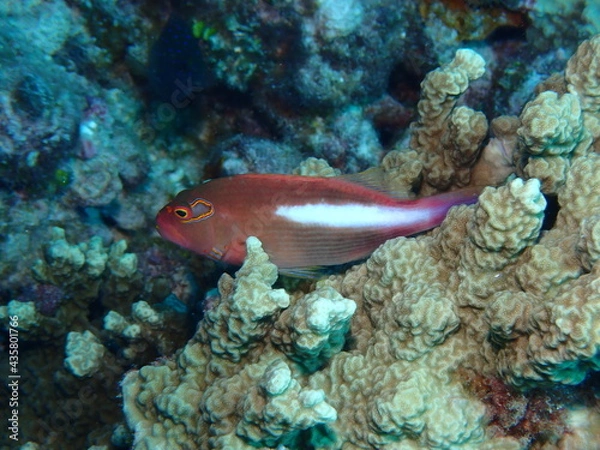 Obraz メガネゴンベ