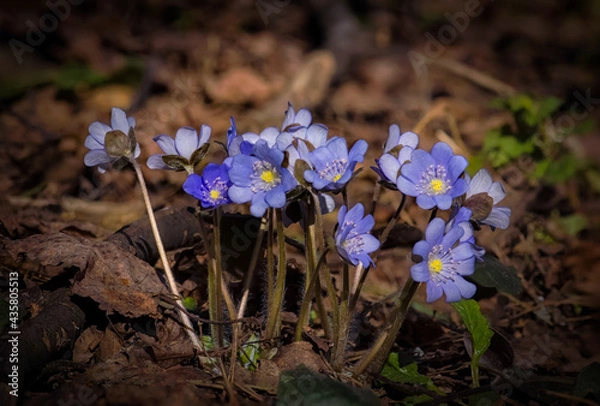 Obraz bright blue spring flowers