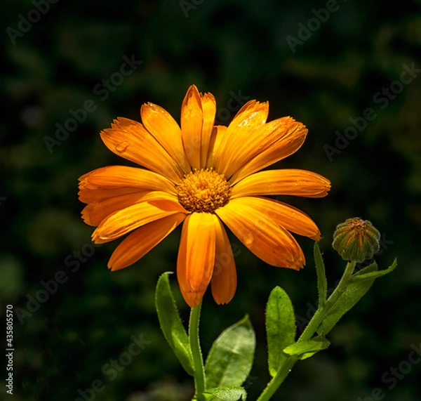 Obraz Calendula flower