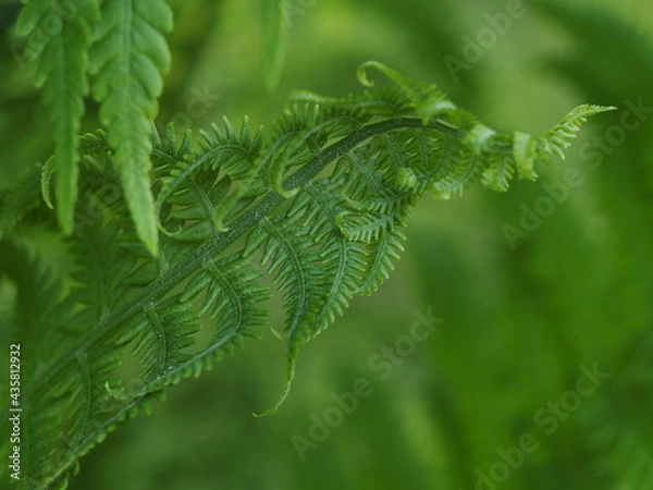 Fototapeta Young fern