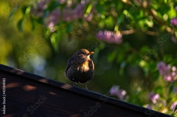 Obraz Amsel im Abendlicht