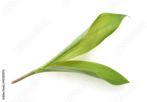 Fototapeta Maigloeckchen, Convallaria majalis