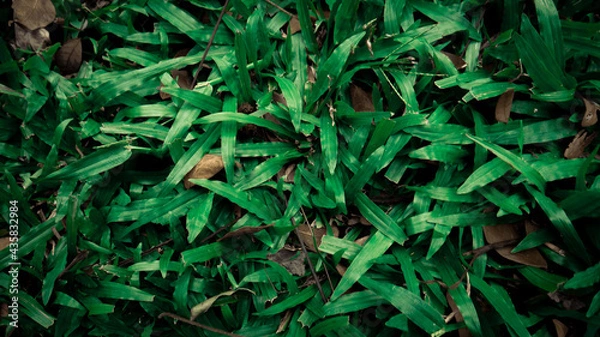 Obraz green leaves background