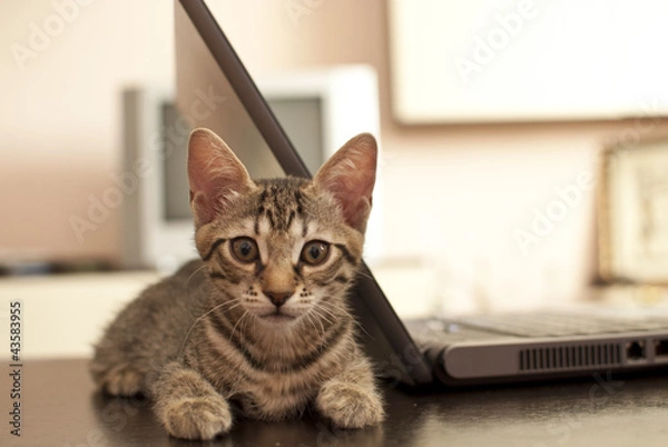 Fototapeta little Cat