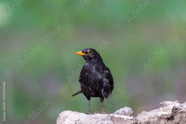 Obraz Turdus merula - blackbird Amsel