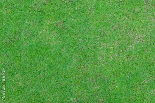 Fototapeta Top view of Green grass for textures and backgrounds.