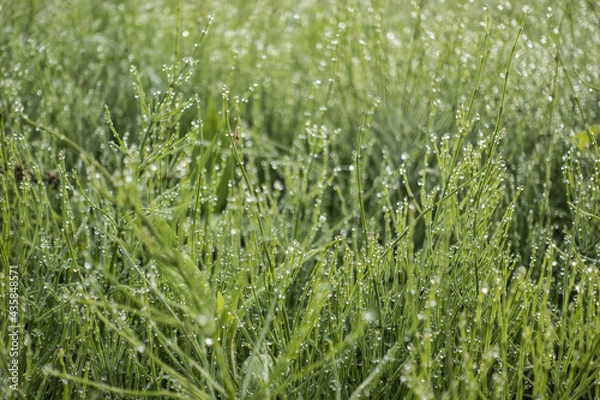 Fototapeta 영롱한 아침이슬