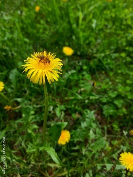 Obraz yellow dandelion flower