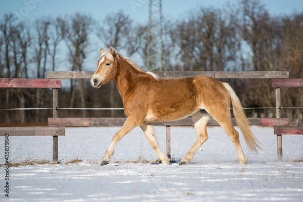 Fototapeta Haflingerstute im Schnee