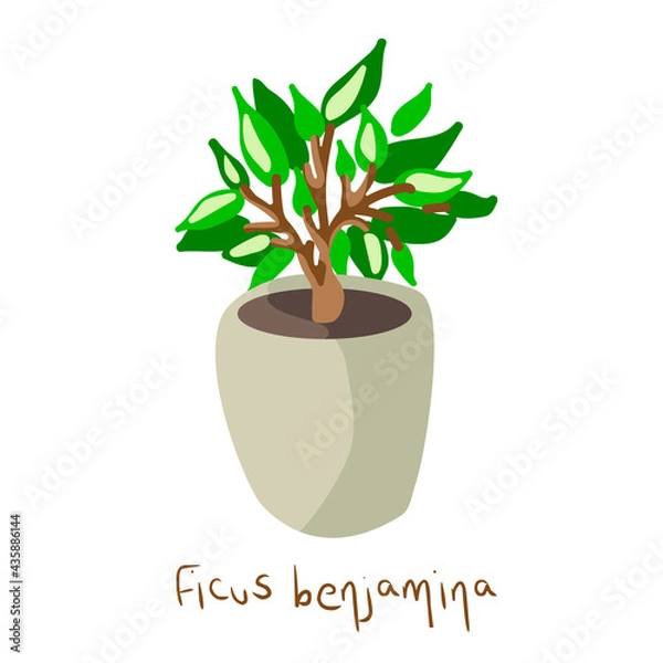 Obraz Houseplant Ficus Benjamina in cartoon design style, vector illustration on white isolated background for prints, icons, banners, backdrops or emblems.