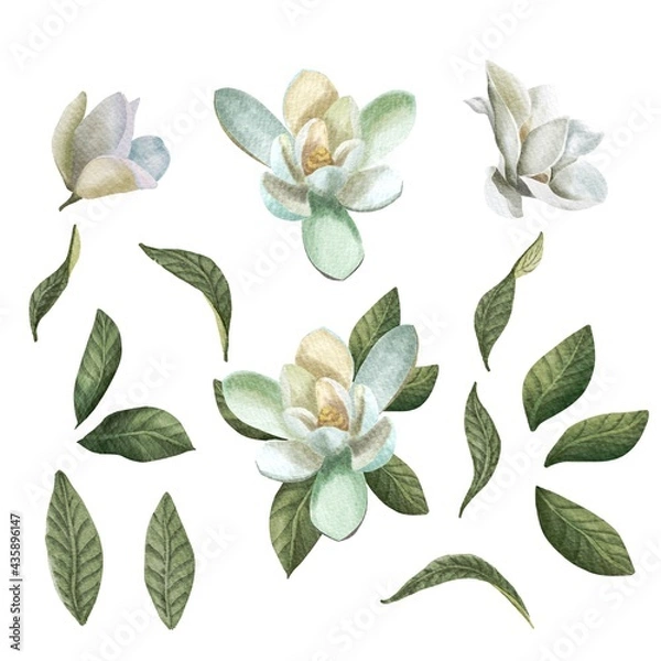 Fototapeta Watercolor set with white magnolia flowers and leaves isolated on white background. Spring illustration for design, print