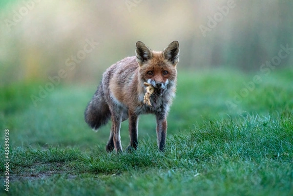 Obraz red fox with prey