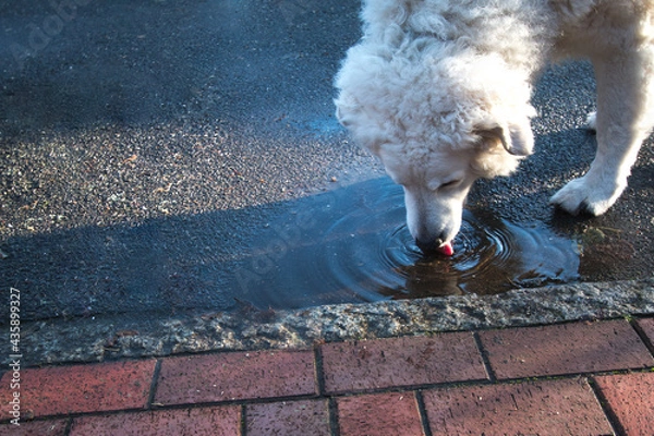 Obraz Hund trinkt aus Pfütze