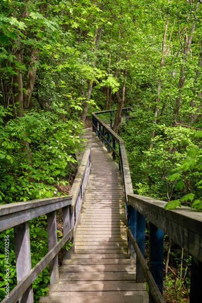 Fototapeta Wooden walkway at the Vantaankoski nature trail in Vantaa, Finland, on a sunny day in the summer.
