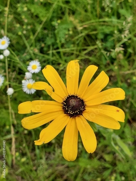 Fototapeta bee on flower