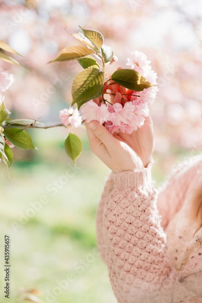 Fototapeta female hand touching sakura blossom
