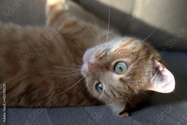 Obraz Homemade ginger cat close-up