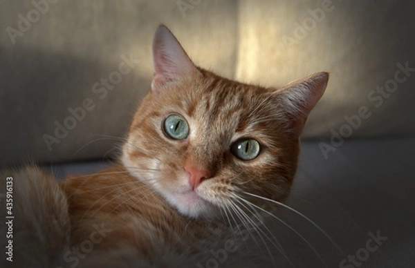 Obraz Homemade ginger cat close-up