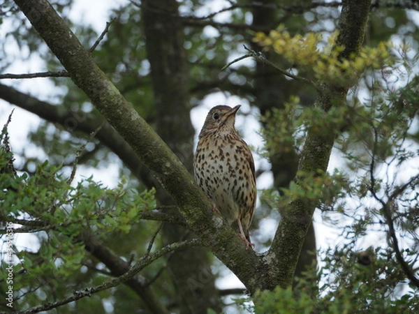 Obraz Song thrush