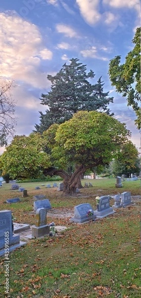 Fototapeta landscape with trees