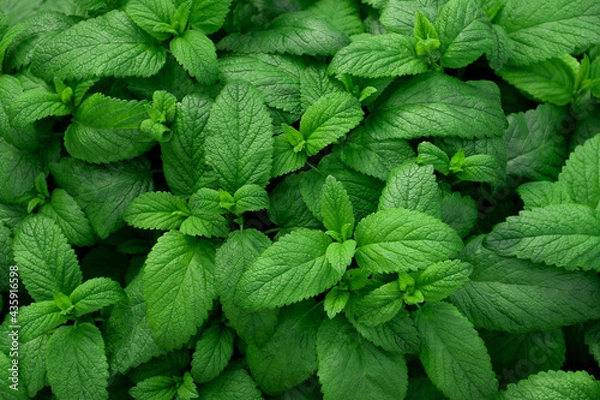 Obraz Fresh green leaves of mint, lemon balm, peppermint top view. Mint leaf texture. Ecology natural layout. Mint leaves pattern spearmint herbs nature background